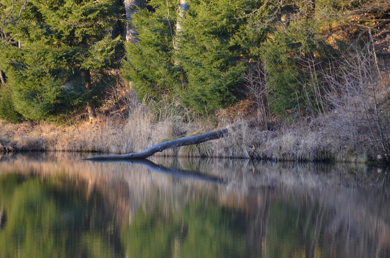 forest lake silent free photo