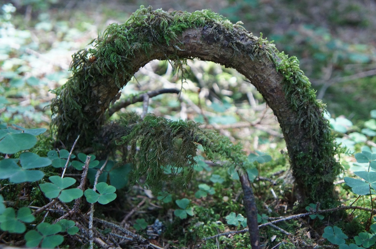 forest root moss free photo