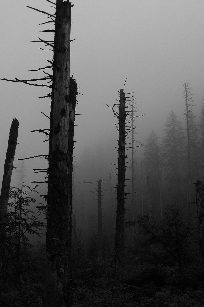 forest dark the fog free photo