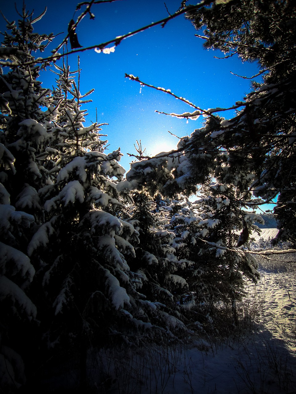 forest firs winter free photo