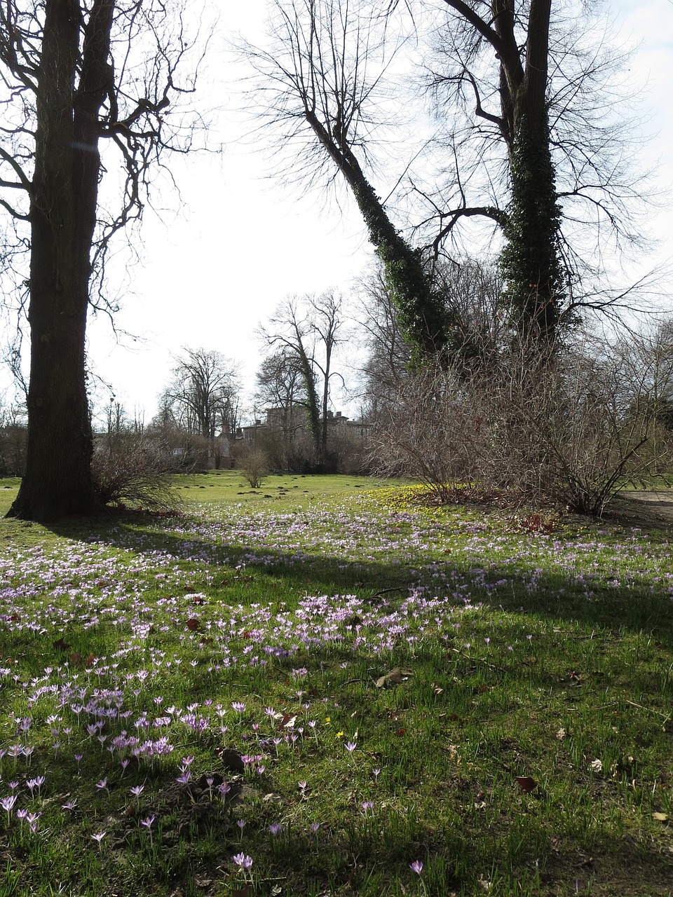 forest meadow crocus free photo