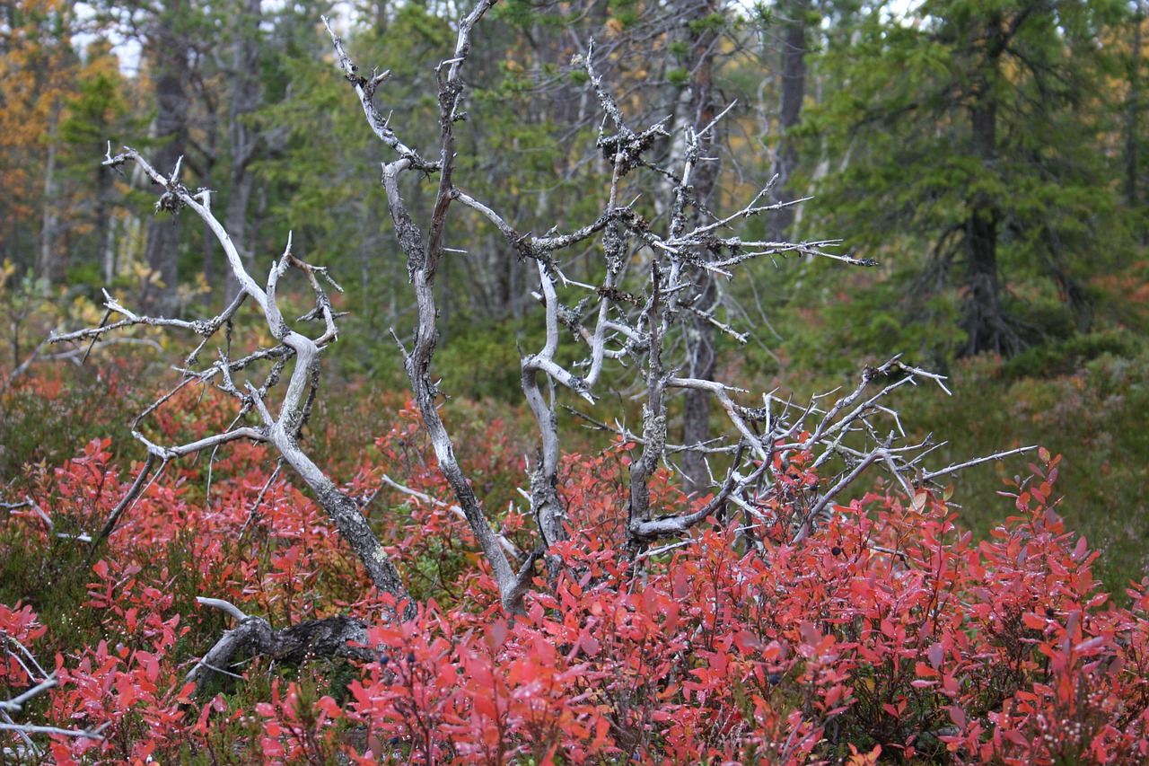 forest autumn tree free photo