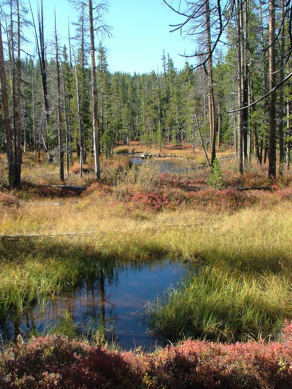 forest stream fall free photo