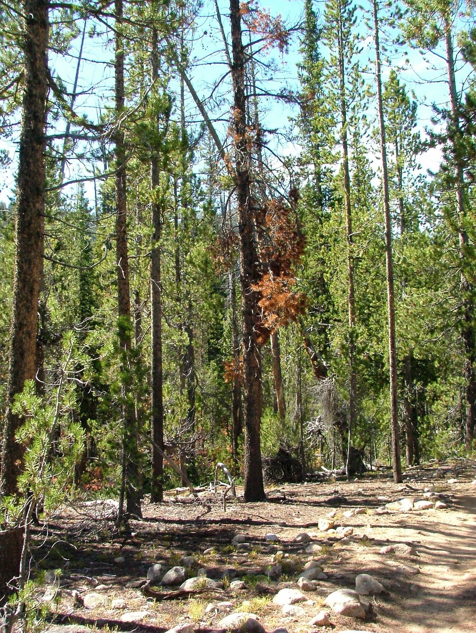 forest dead tree free photo