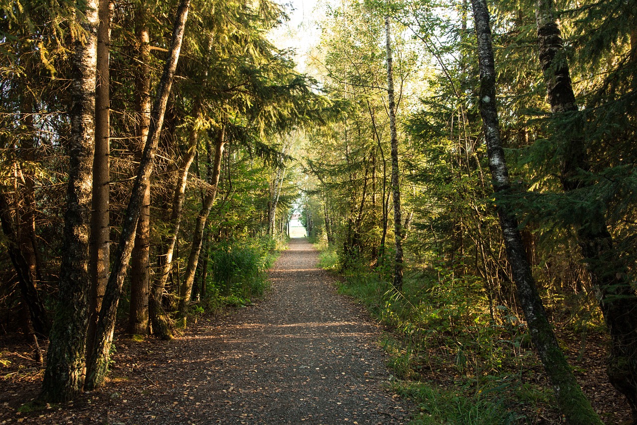 forest forest path evening light free photo