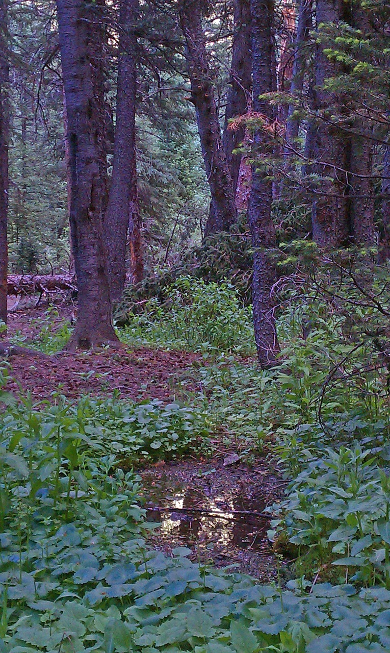 forest creek stream free photo