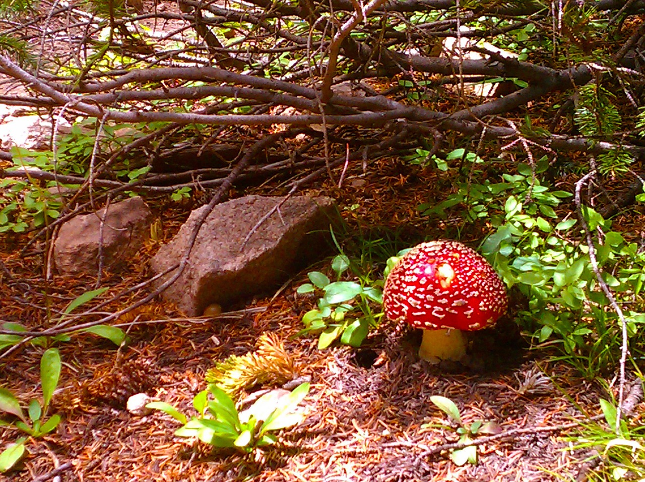 forest mushrooms toadstools free photo