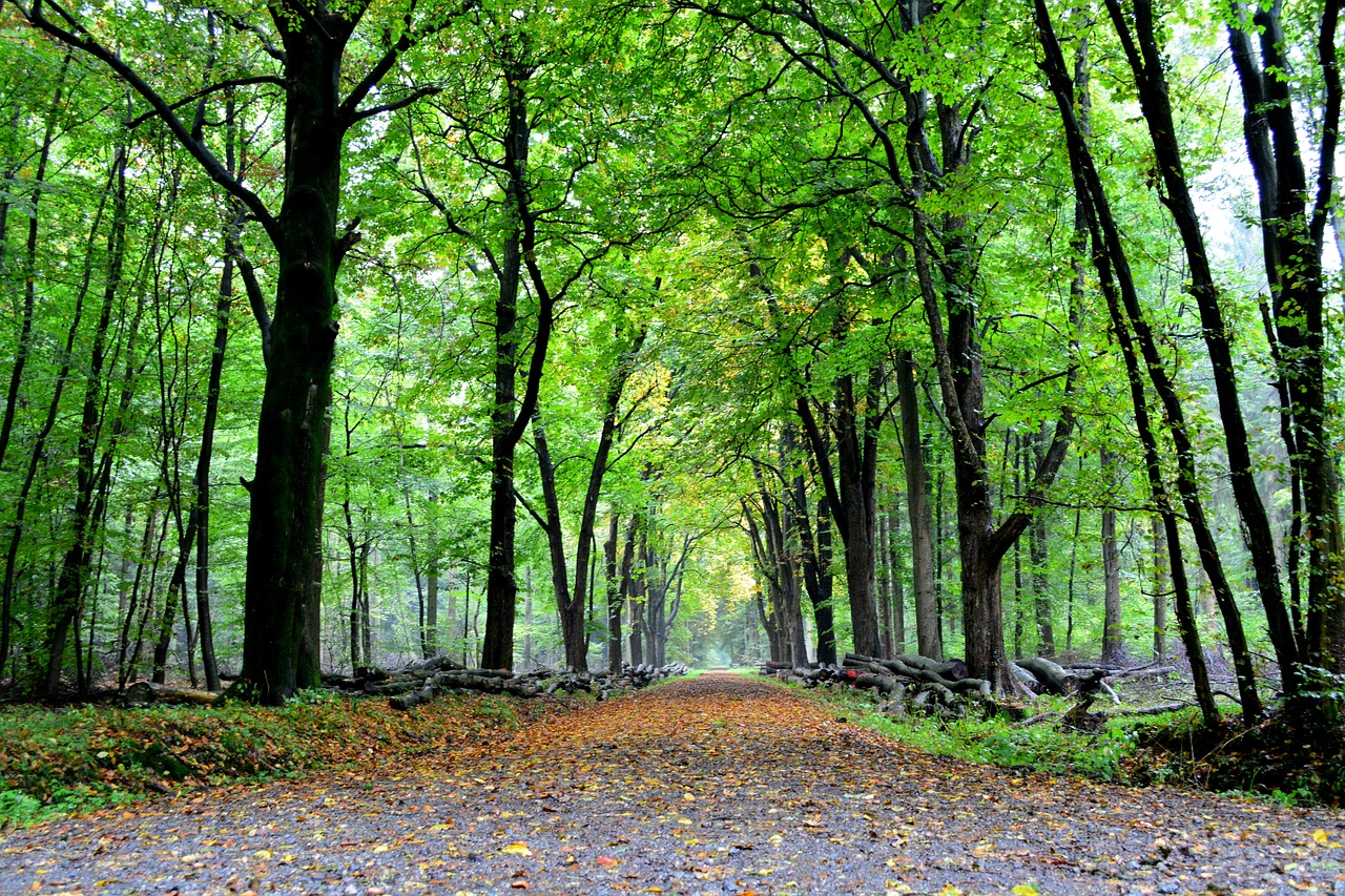 forest forest path trees free photo