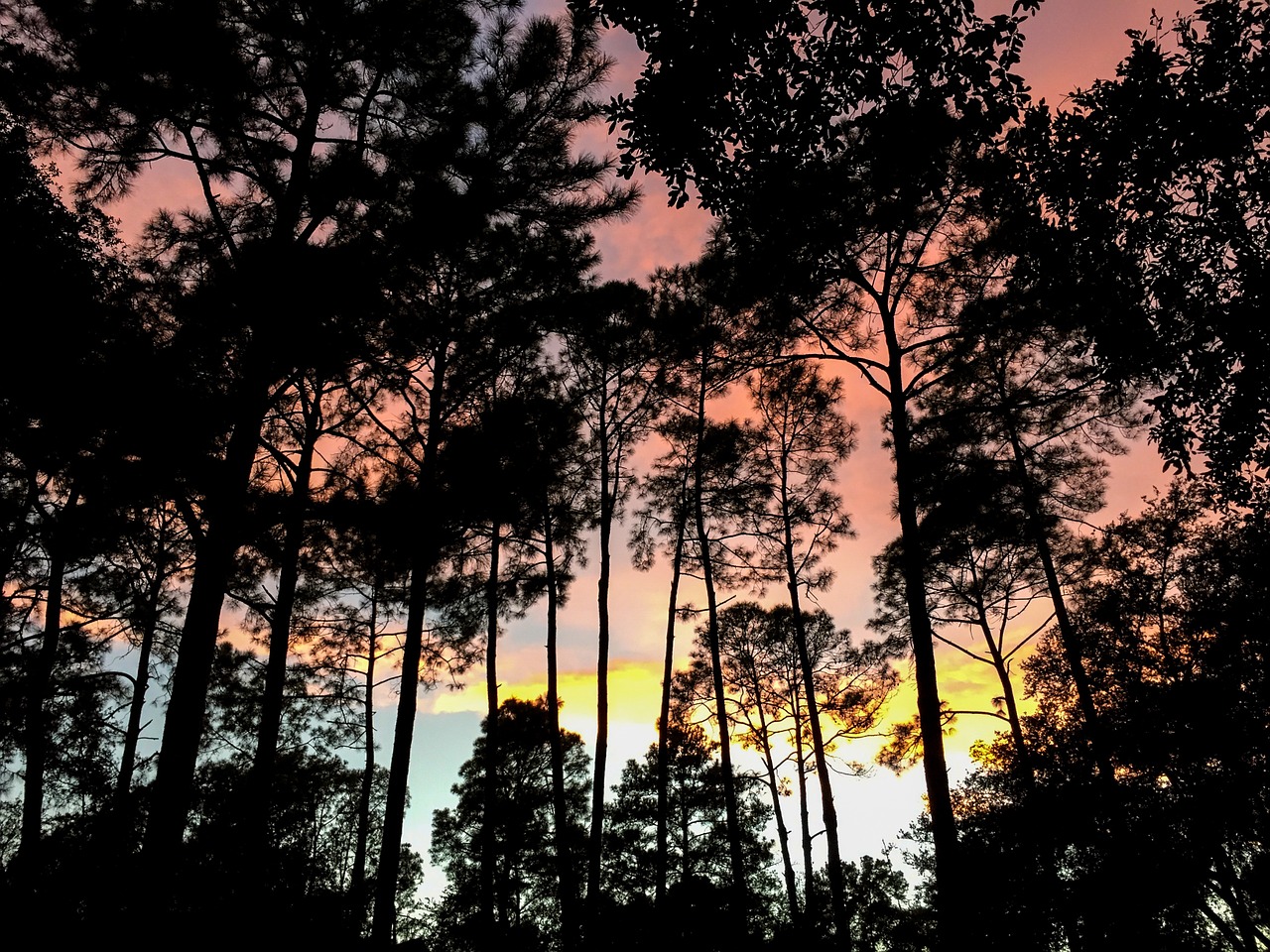 forest trees sunset free photo