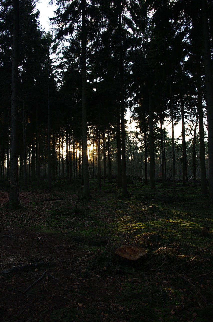 forest trees evening free photo