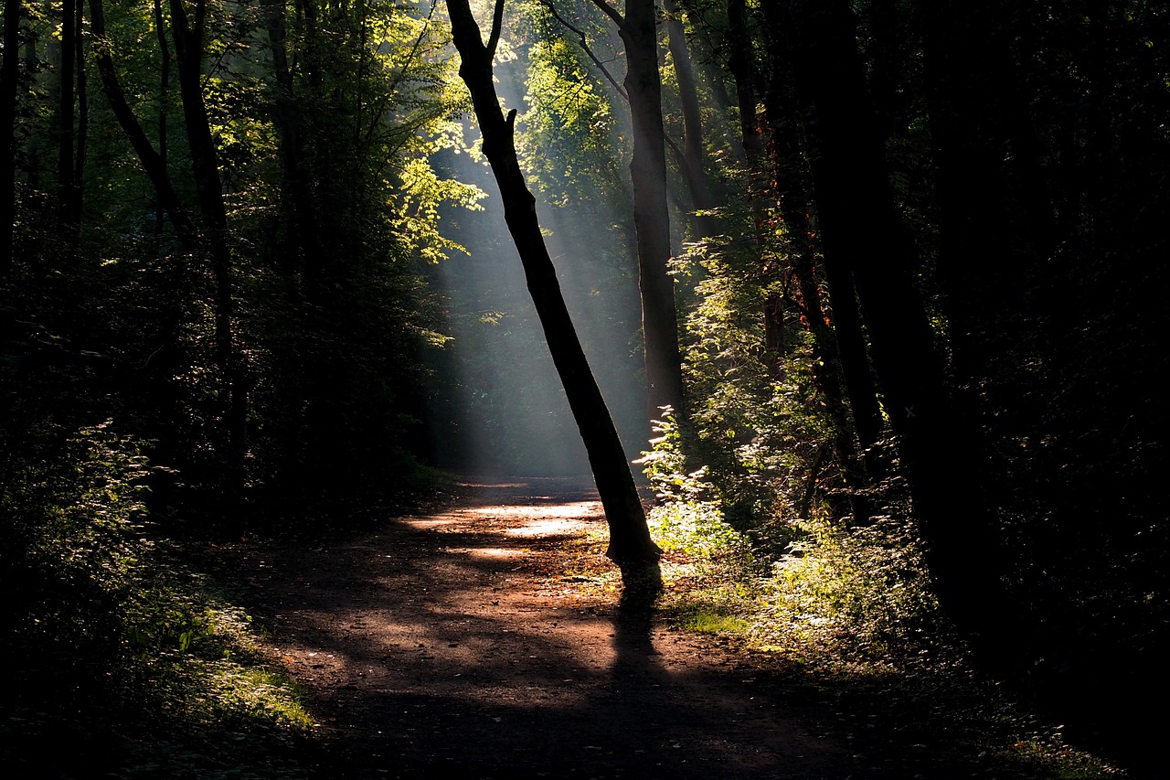 forest away hiking free photo