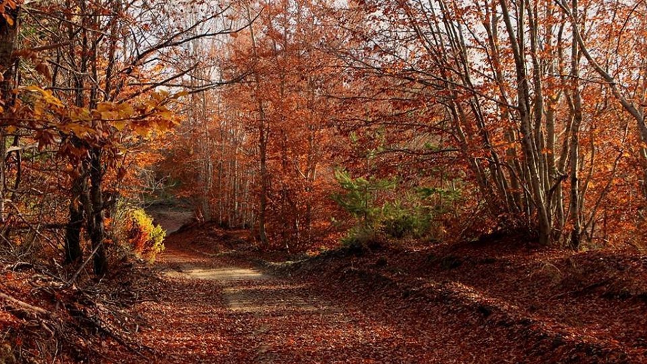 forest trees nature free photo