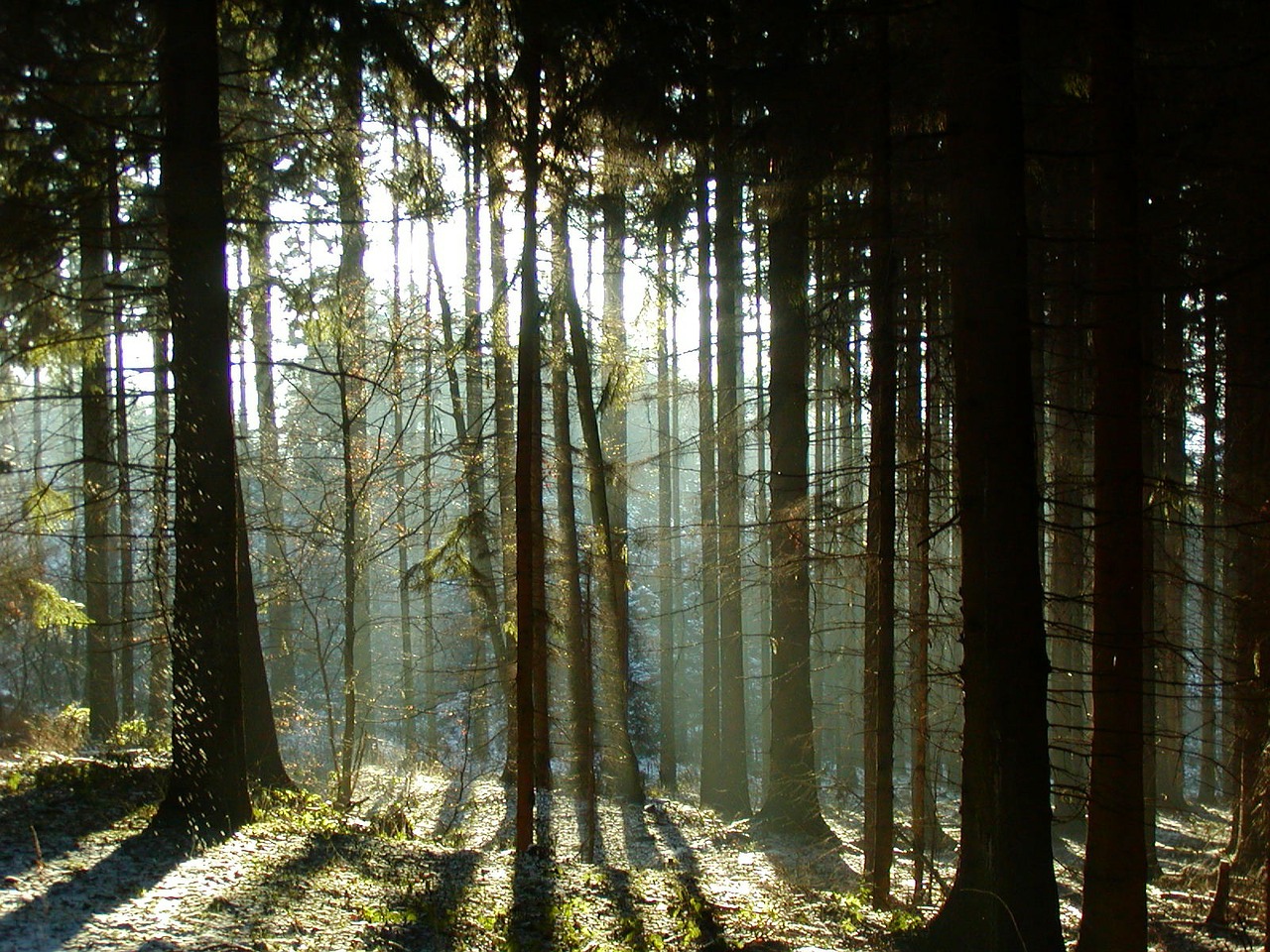 forest shadow trees free photo