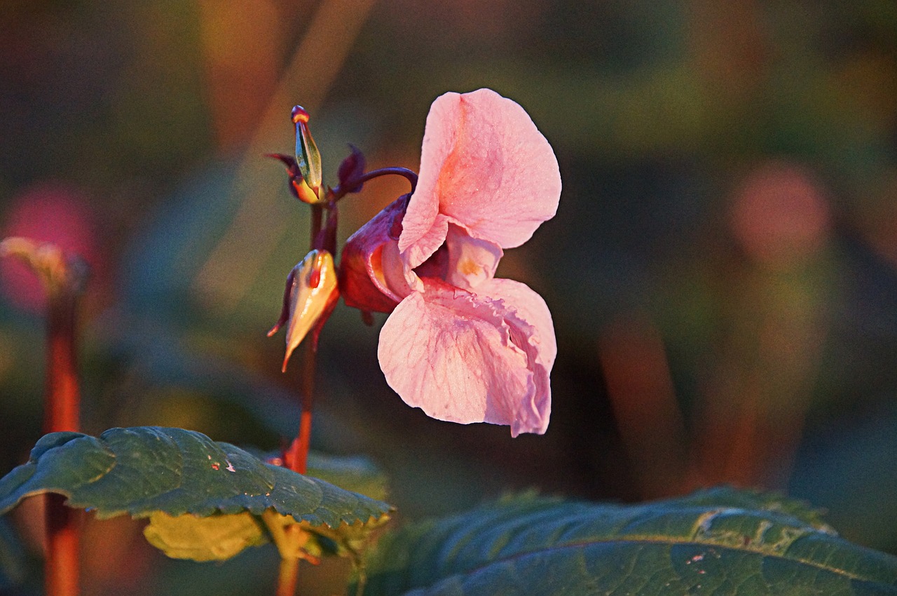 forest flower forest flower free photo