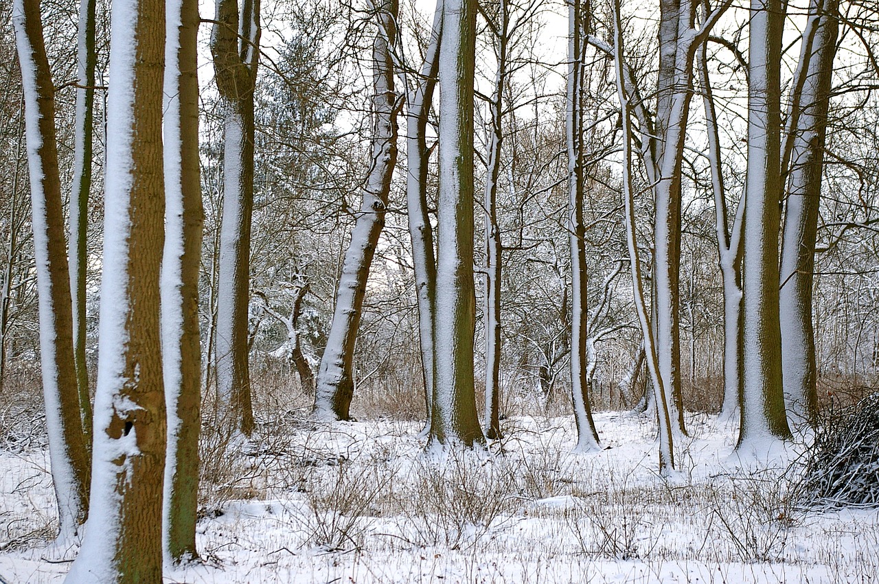 forest winter trees free photo