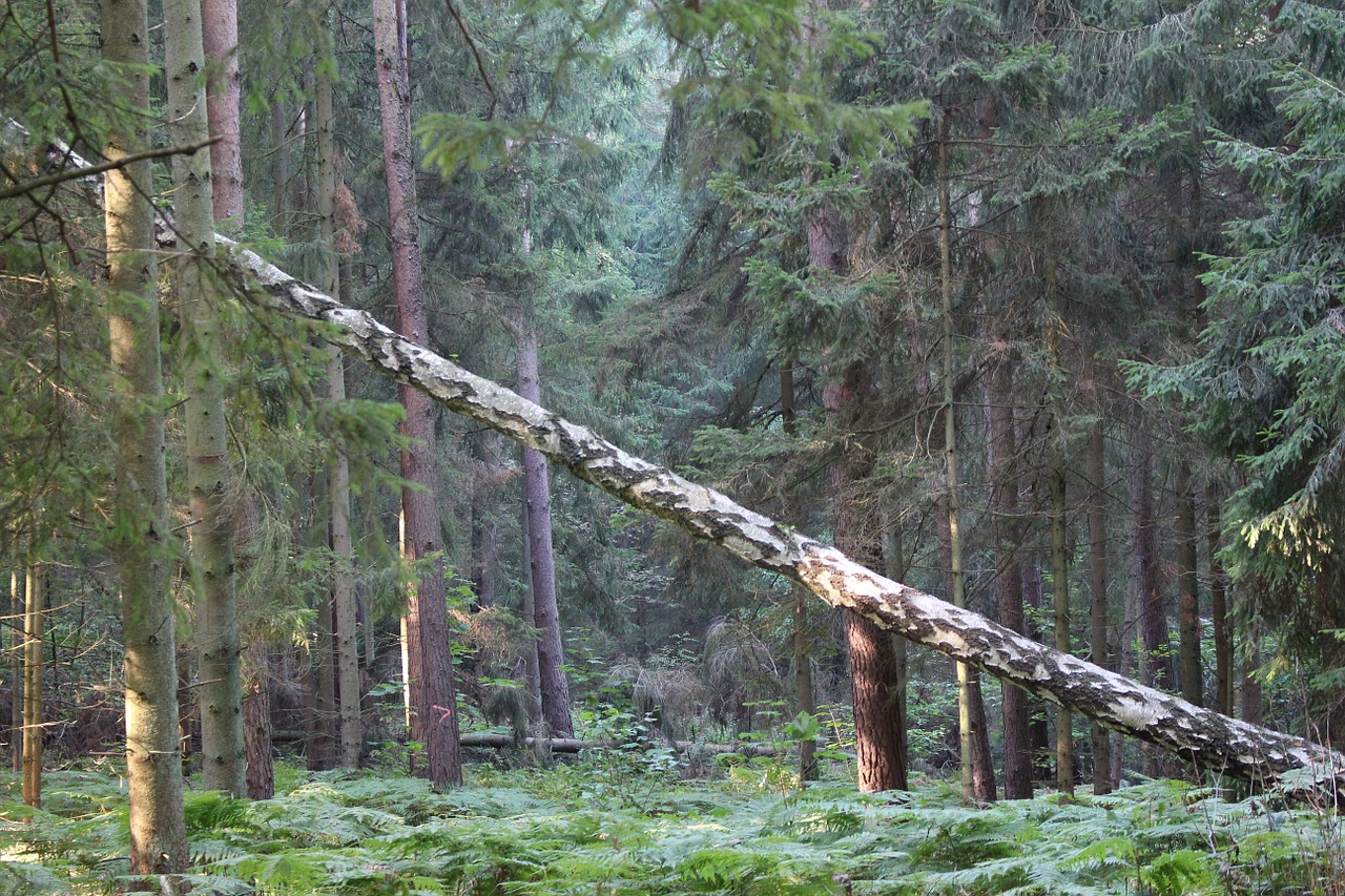 forest log cross free photo
