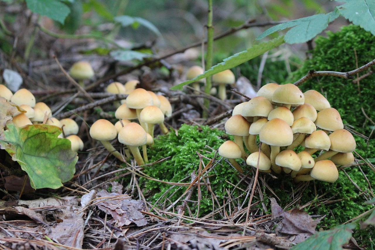 forest mushrooms autumn free photo