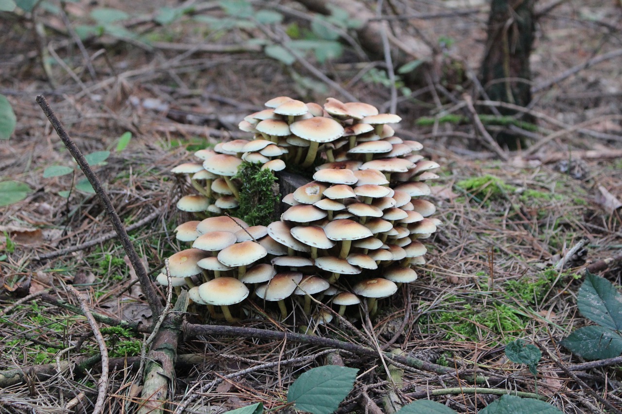 forest mushrooms nature free photo