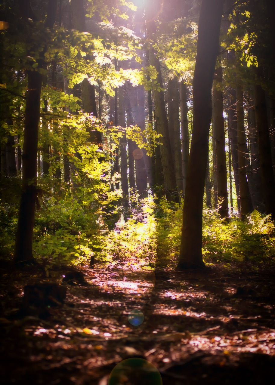 Download Free Photo Of Forest Sunbeam Glade Autumn Nature From Needpix Com