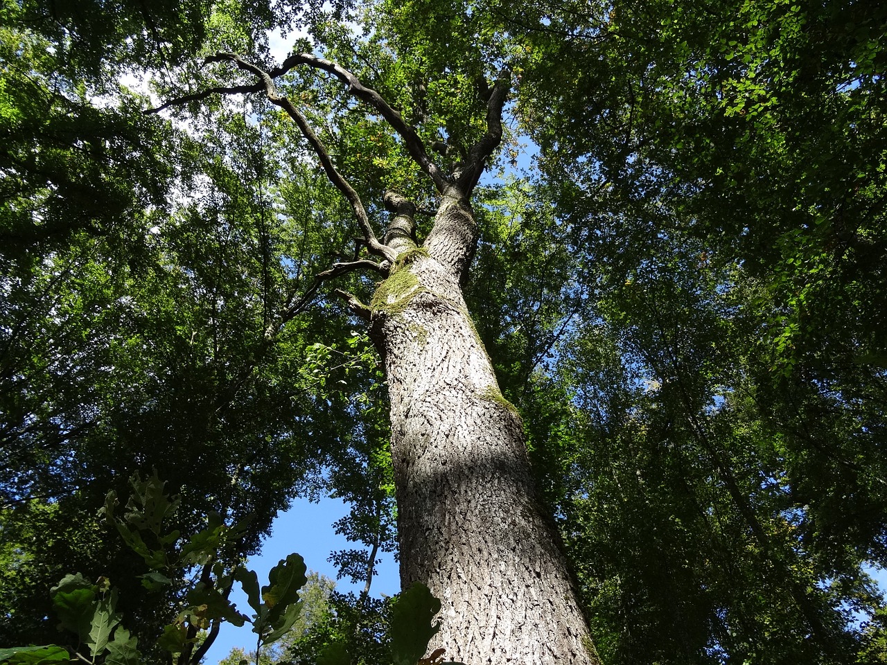 High trees. Стволы лиственных деревьев. Высокое дерево фото. Дерево Лог. Плоское дерево.