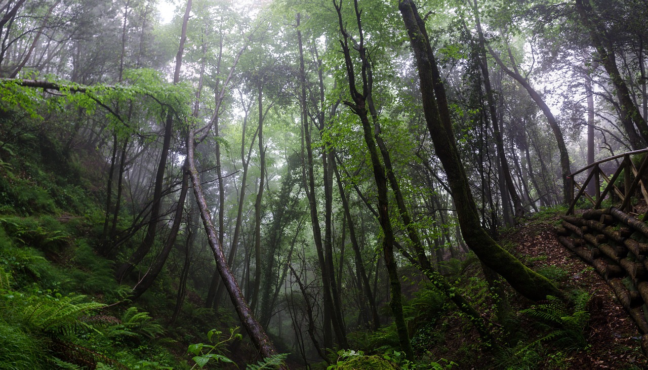 forest landscape mist free photo