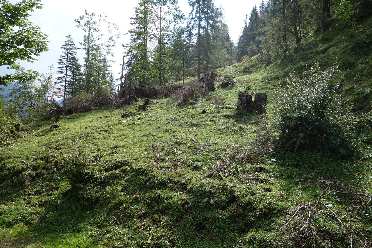 forest tree stump moss free photo