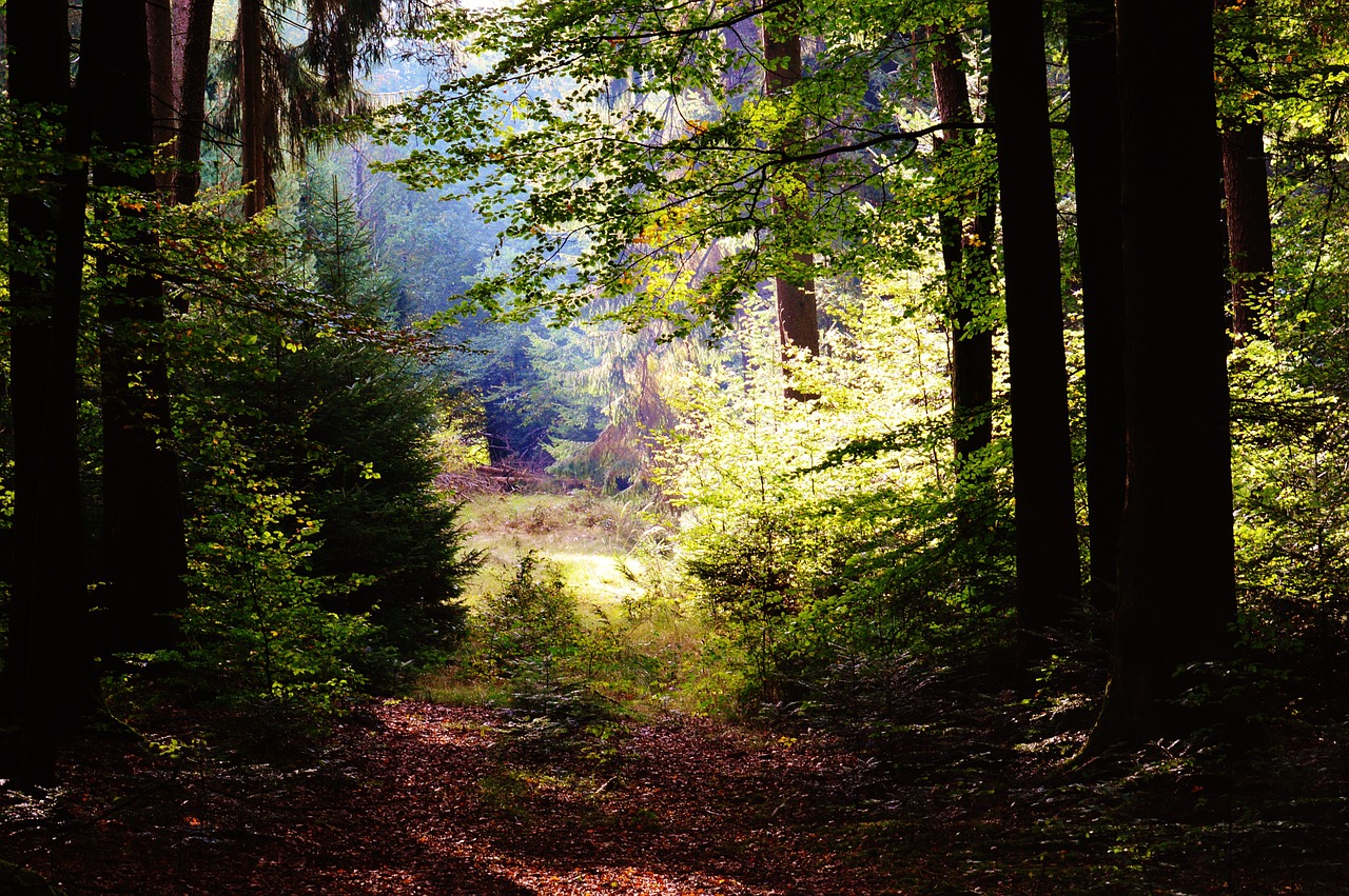 forest trees leaves free photo