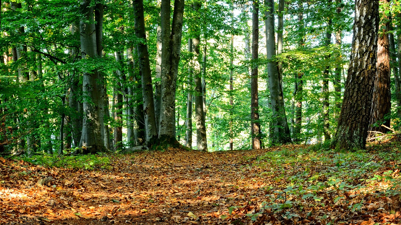 forest mixed forest autumn free photo