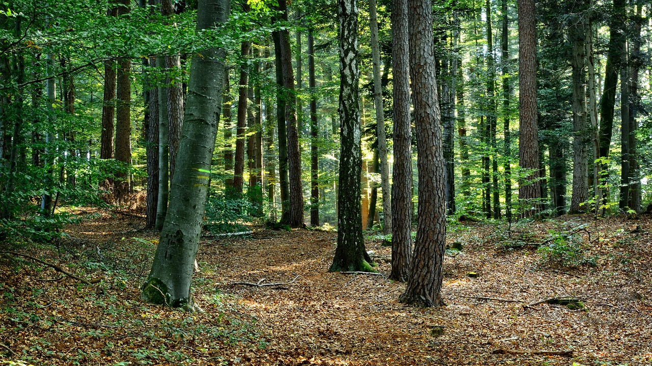 forest mixed forest autumn free photo