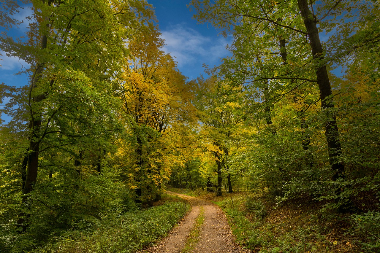 forest autumn trees free photo