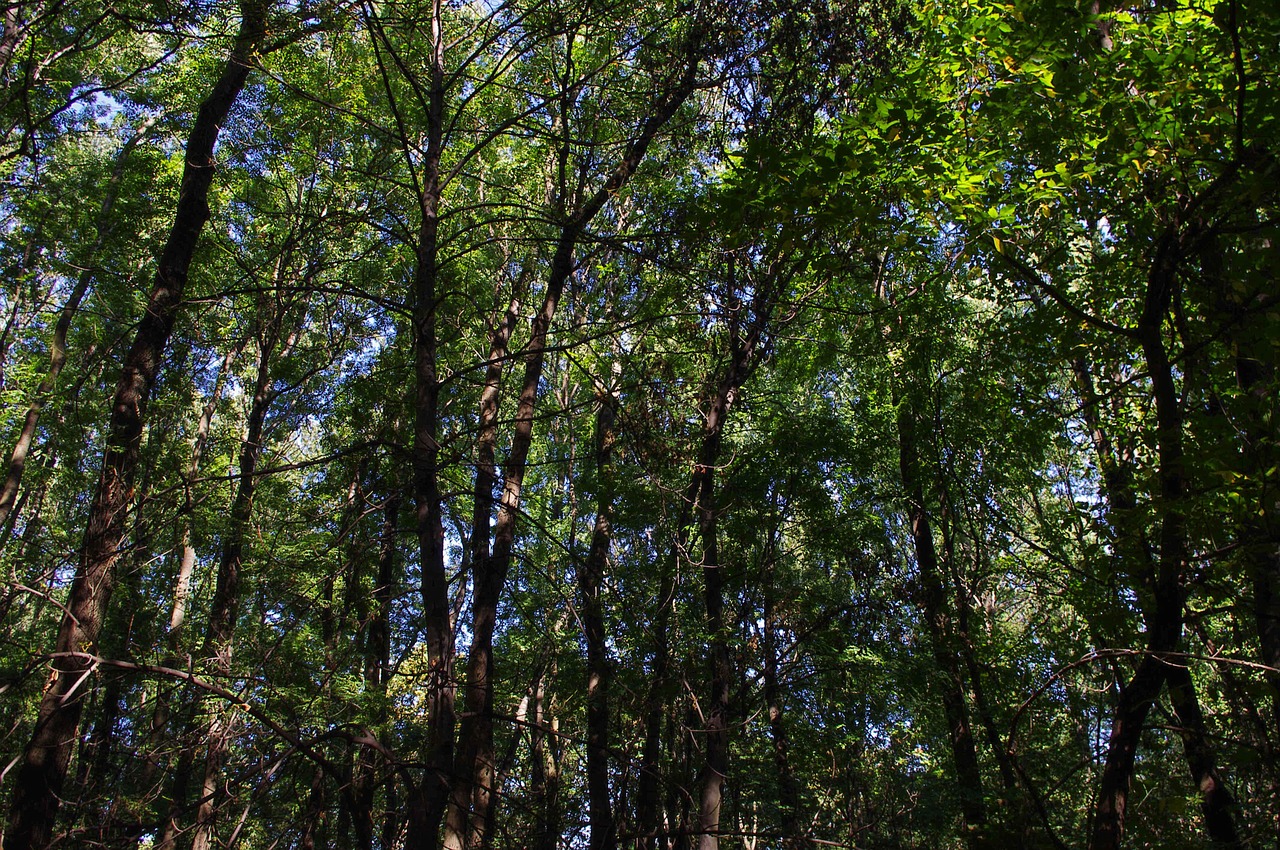 forest trees nature free photo