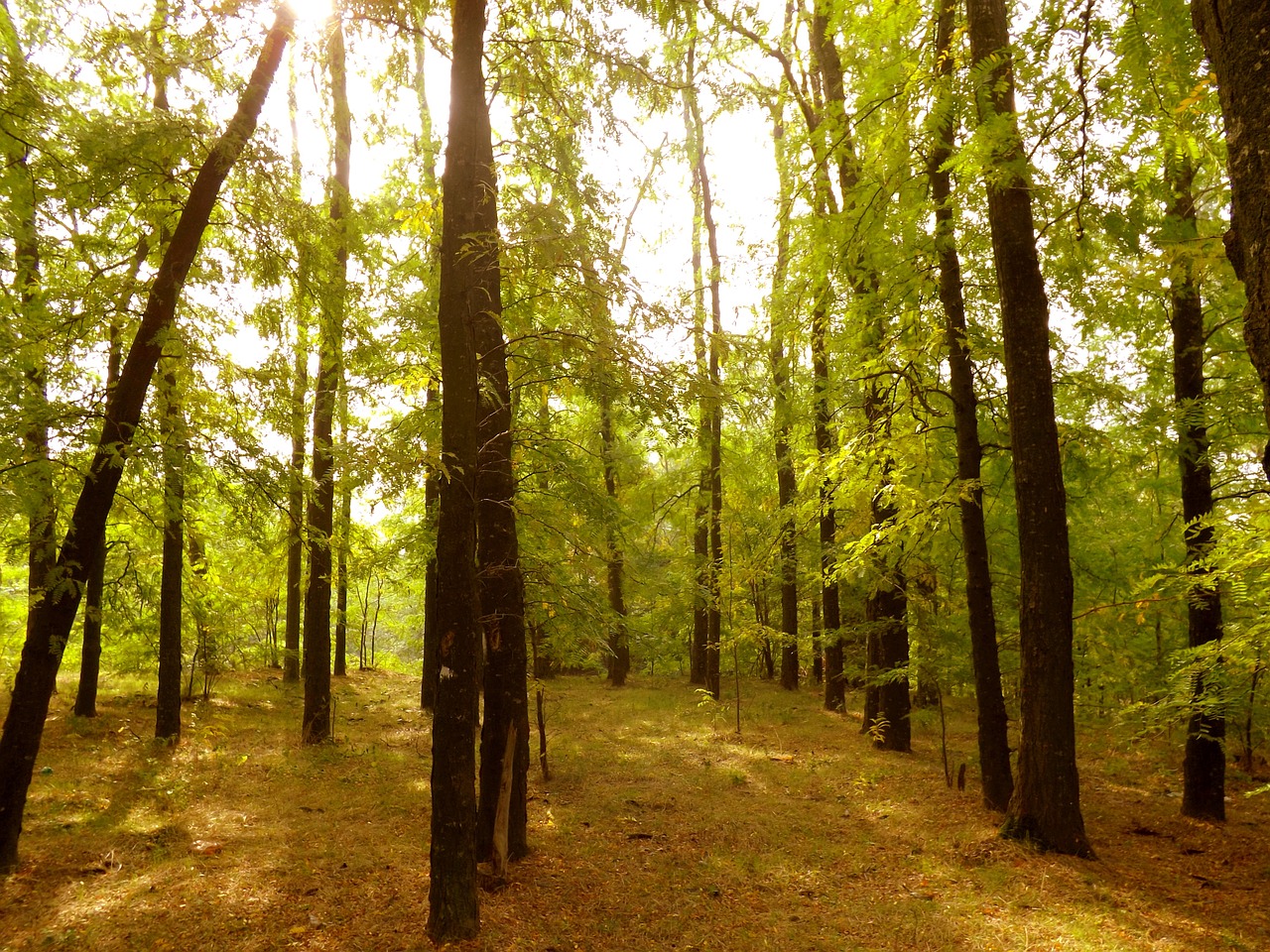 forest autumn leaves free photo