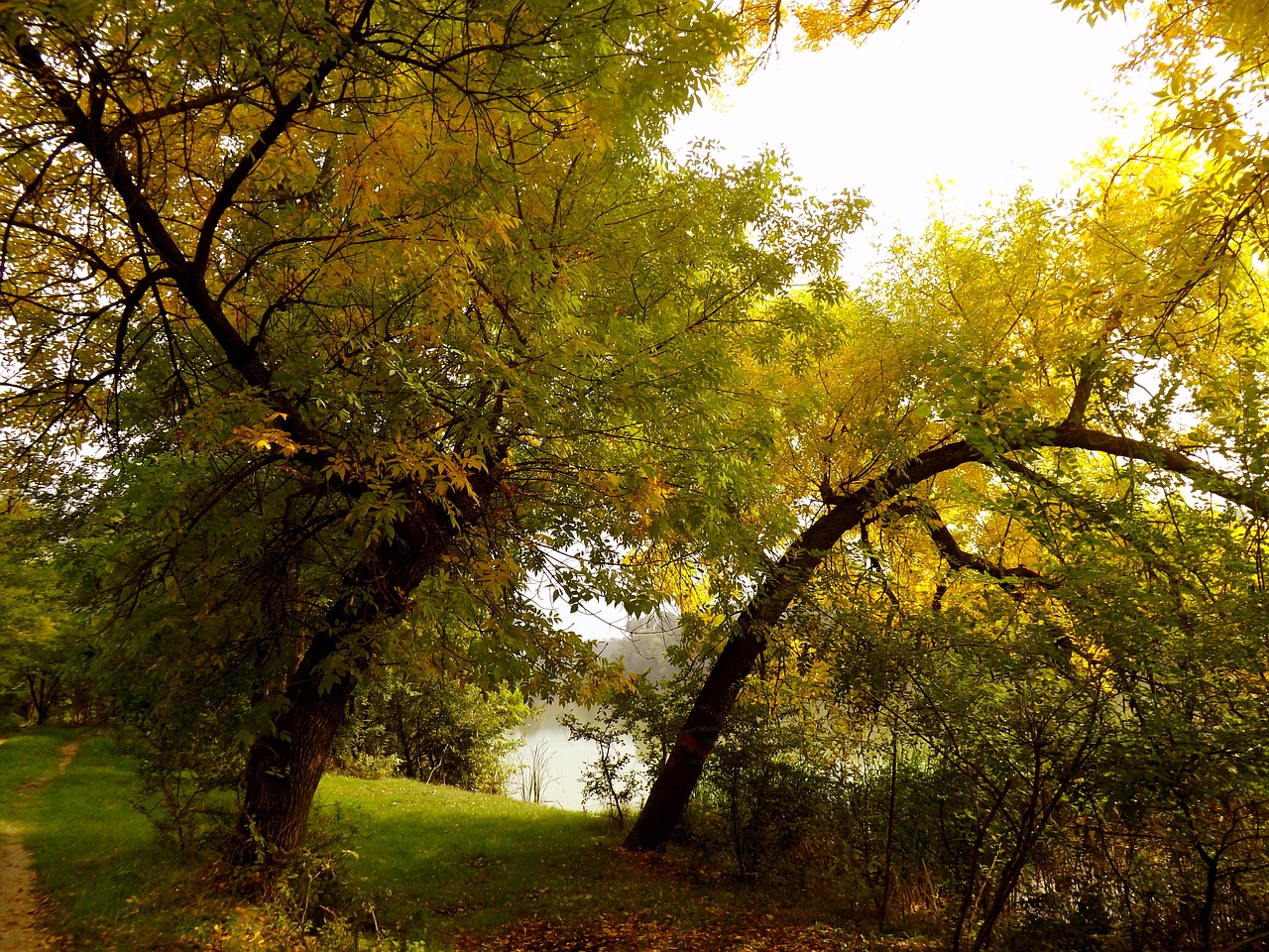 forest autumn leaves free photo