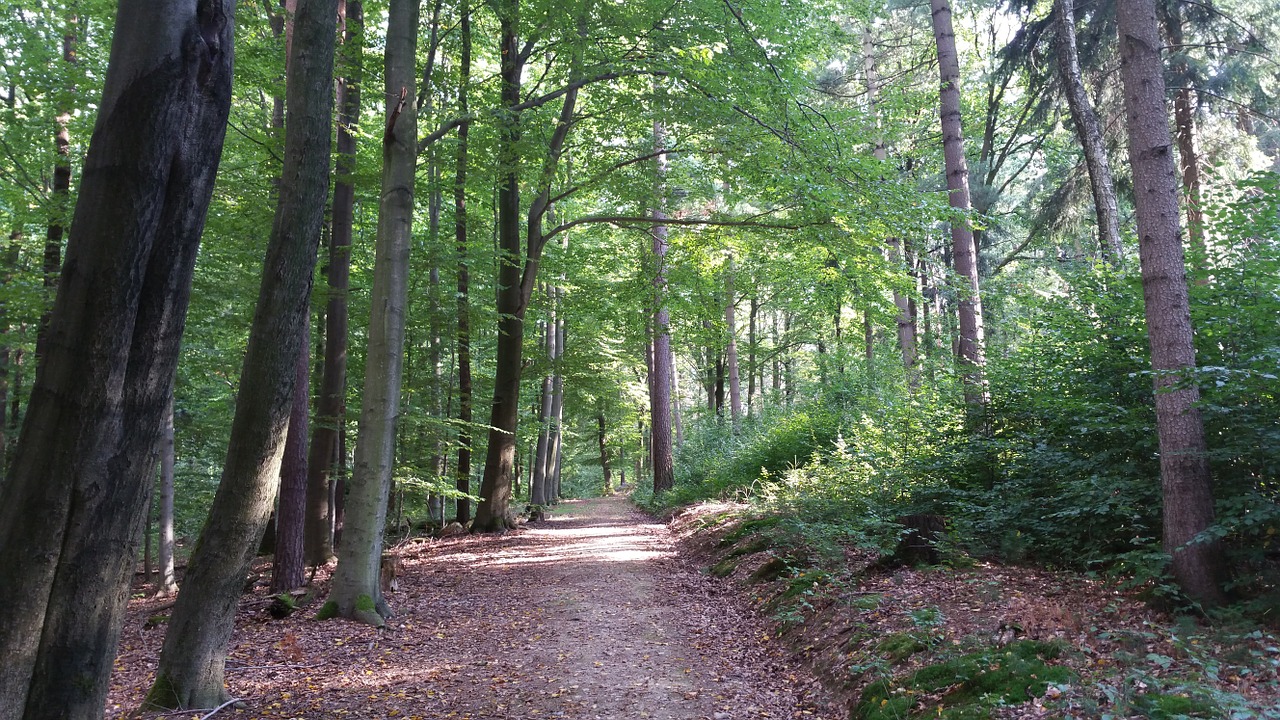 forest forest path trees free photo