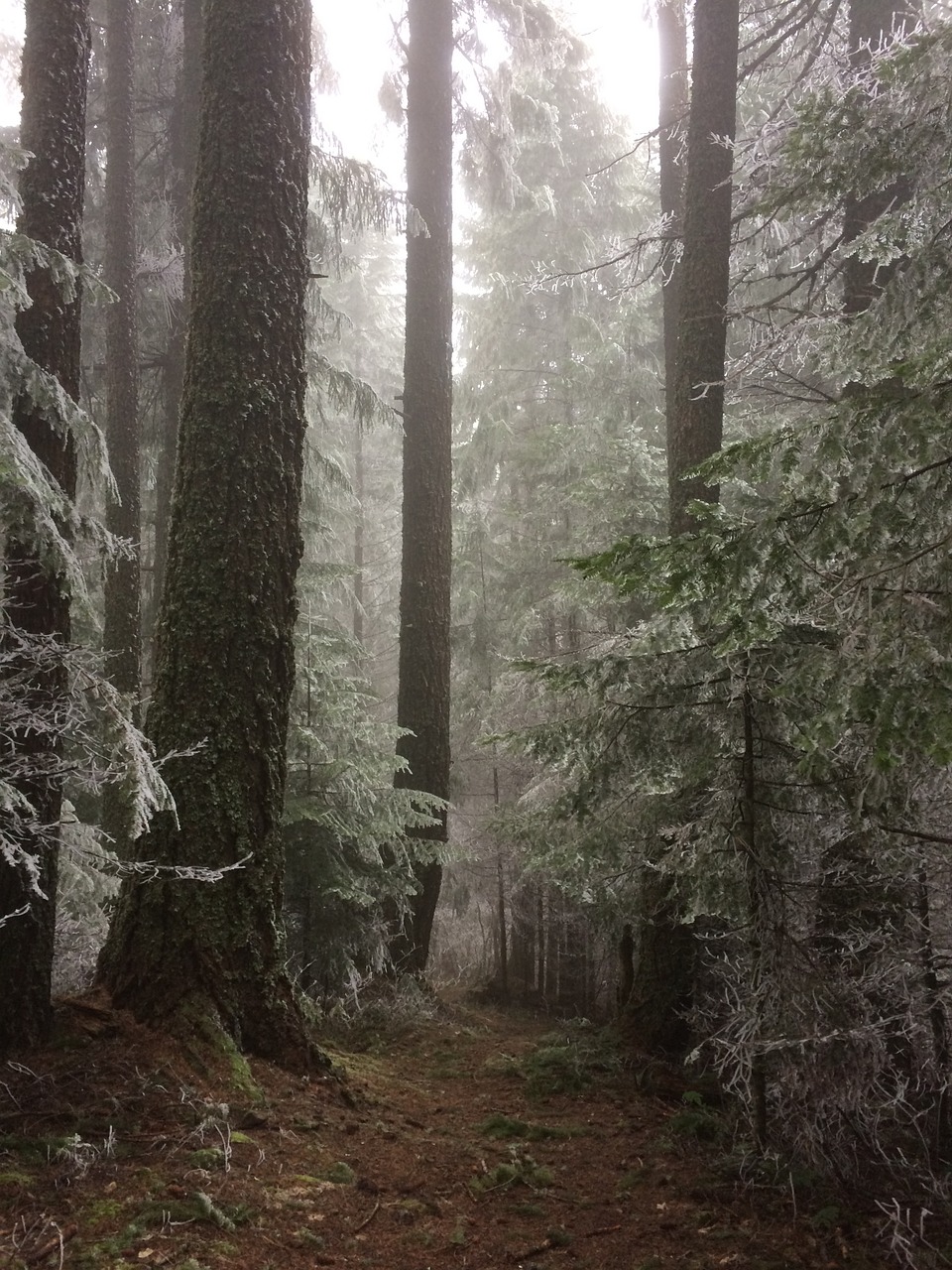 forest trail fog free photo