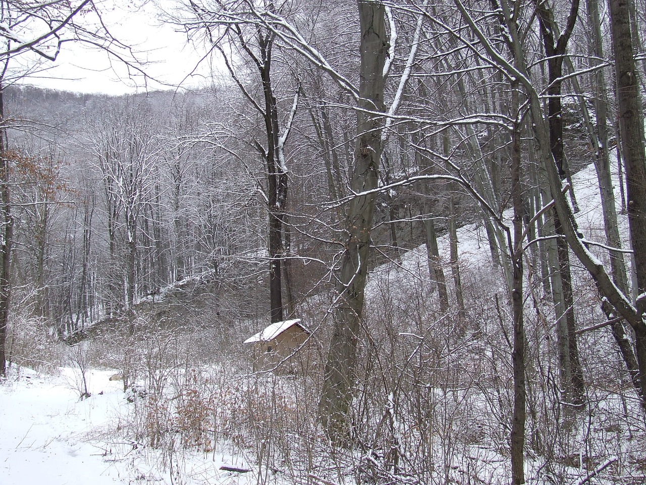 forest winter beech mountain free photo
