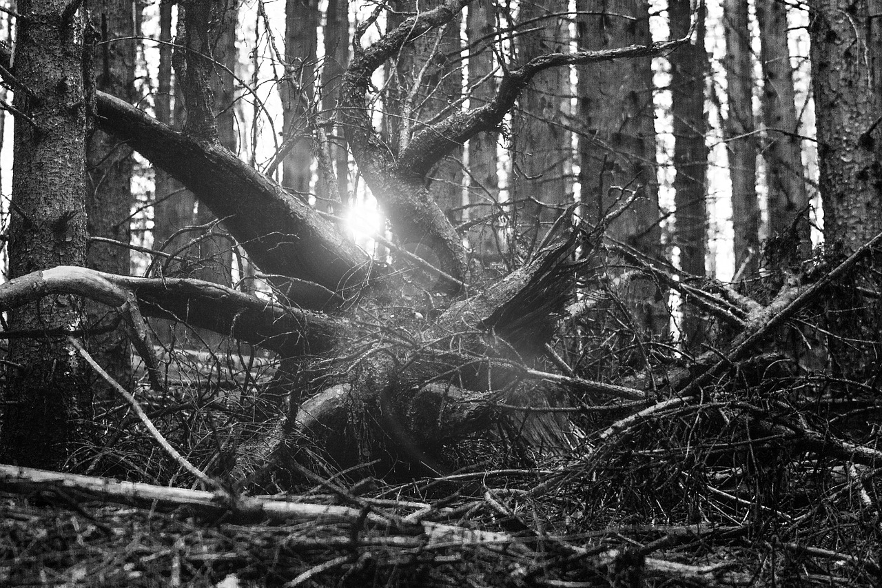 forest root light free photo
