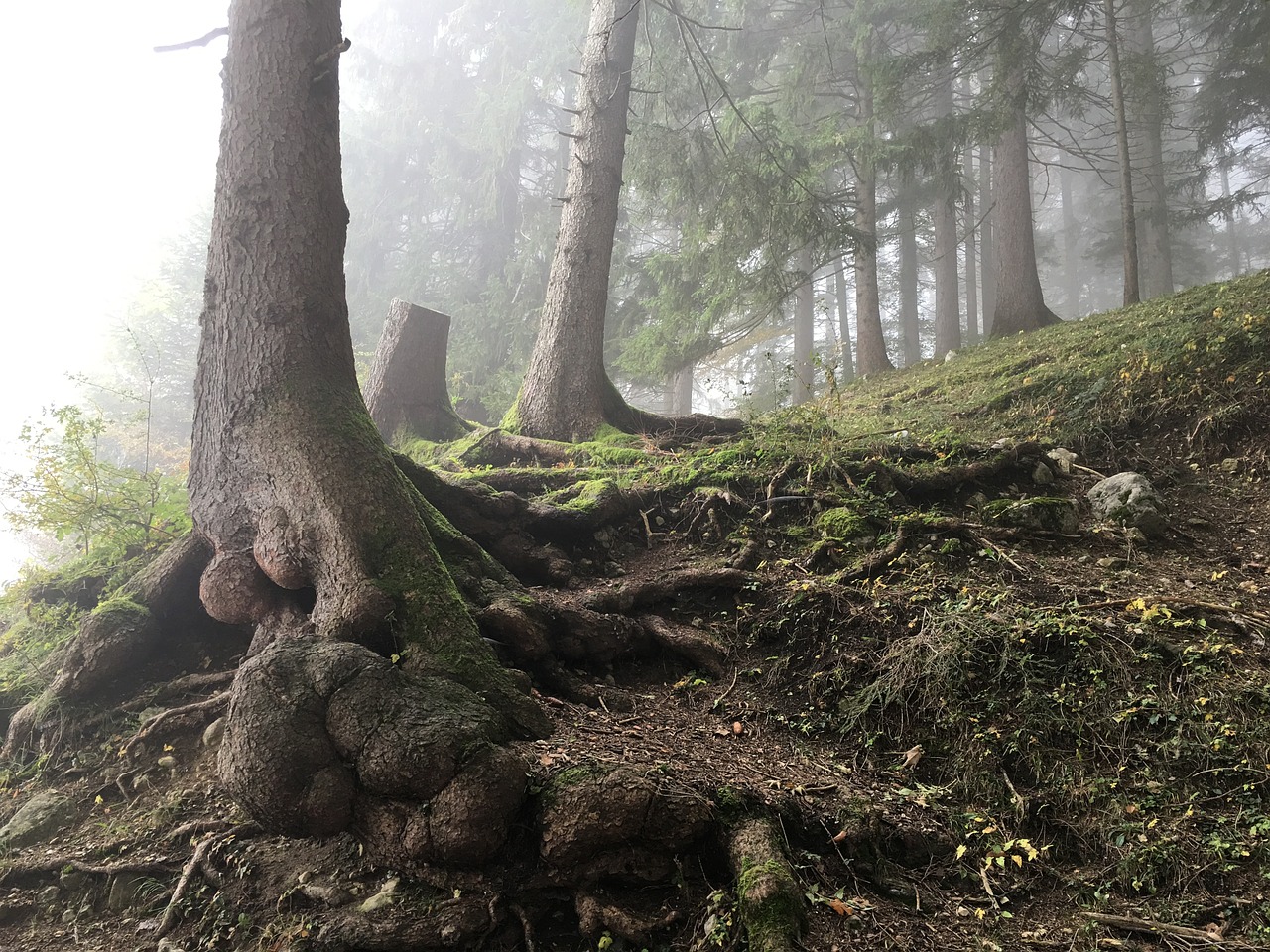 forest nature autumn free photo