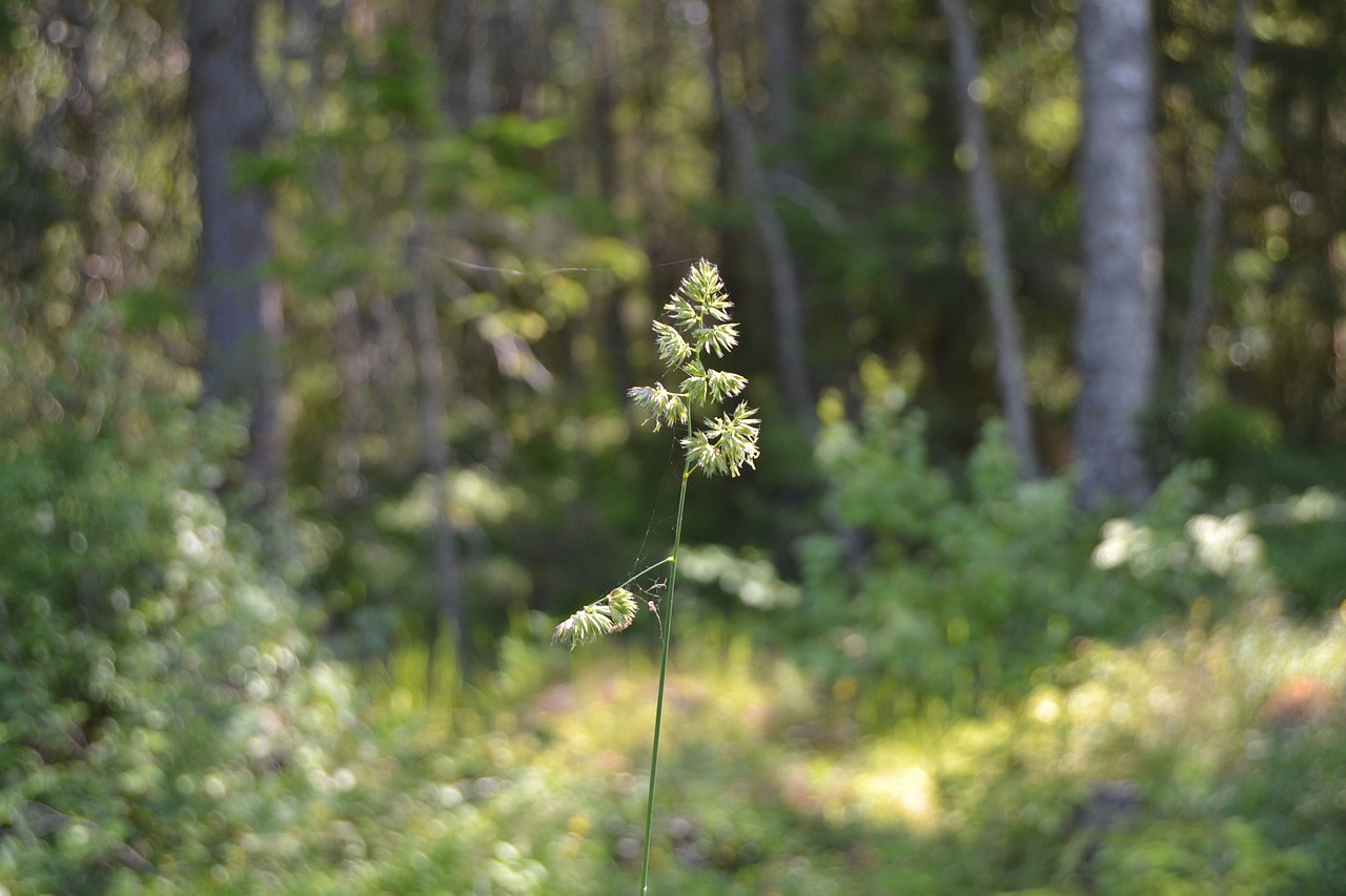 forest grass nature free photo