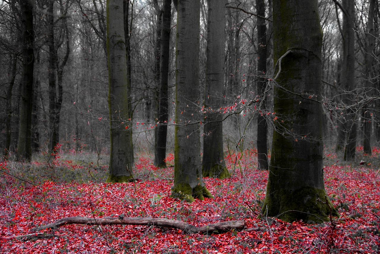 forest trees weird free photo