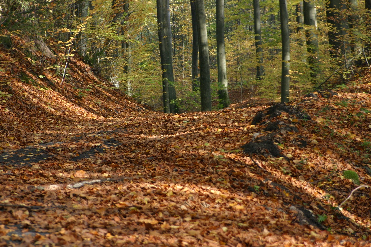 forest foliage tree free photo