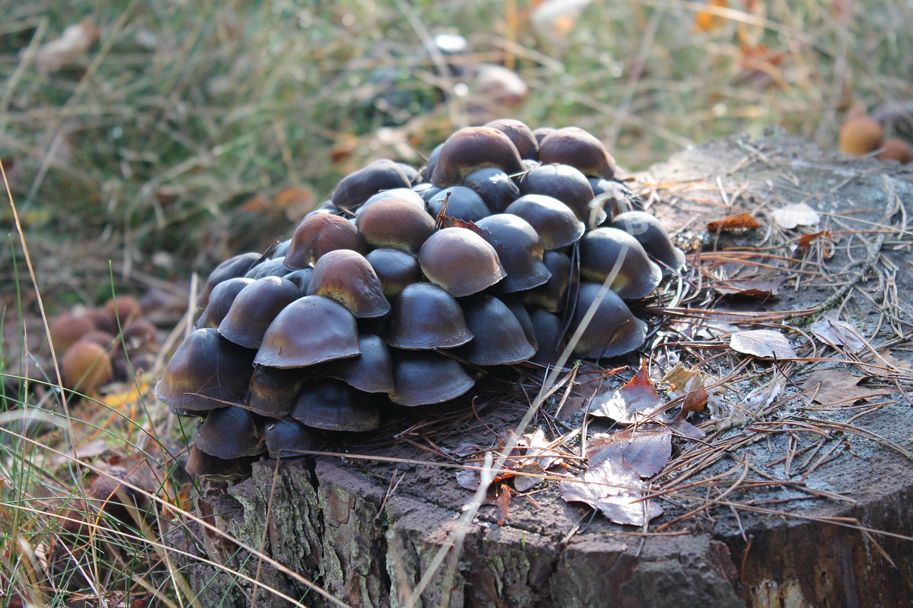 forest mushrooms nature free photo