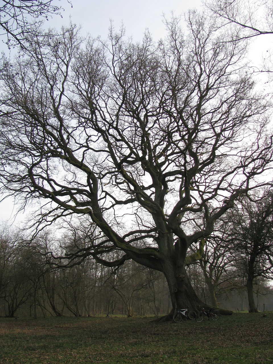 forest tree back light free photo