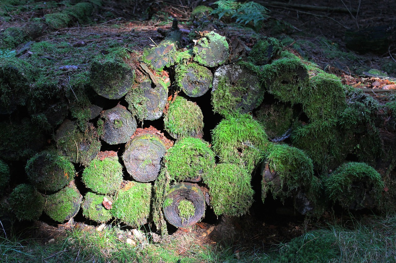 forest tree trunks log free photo