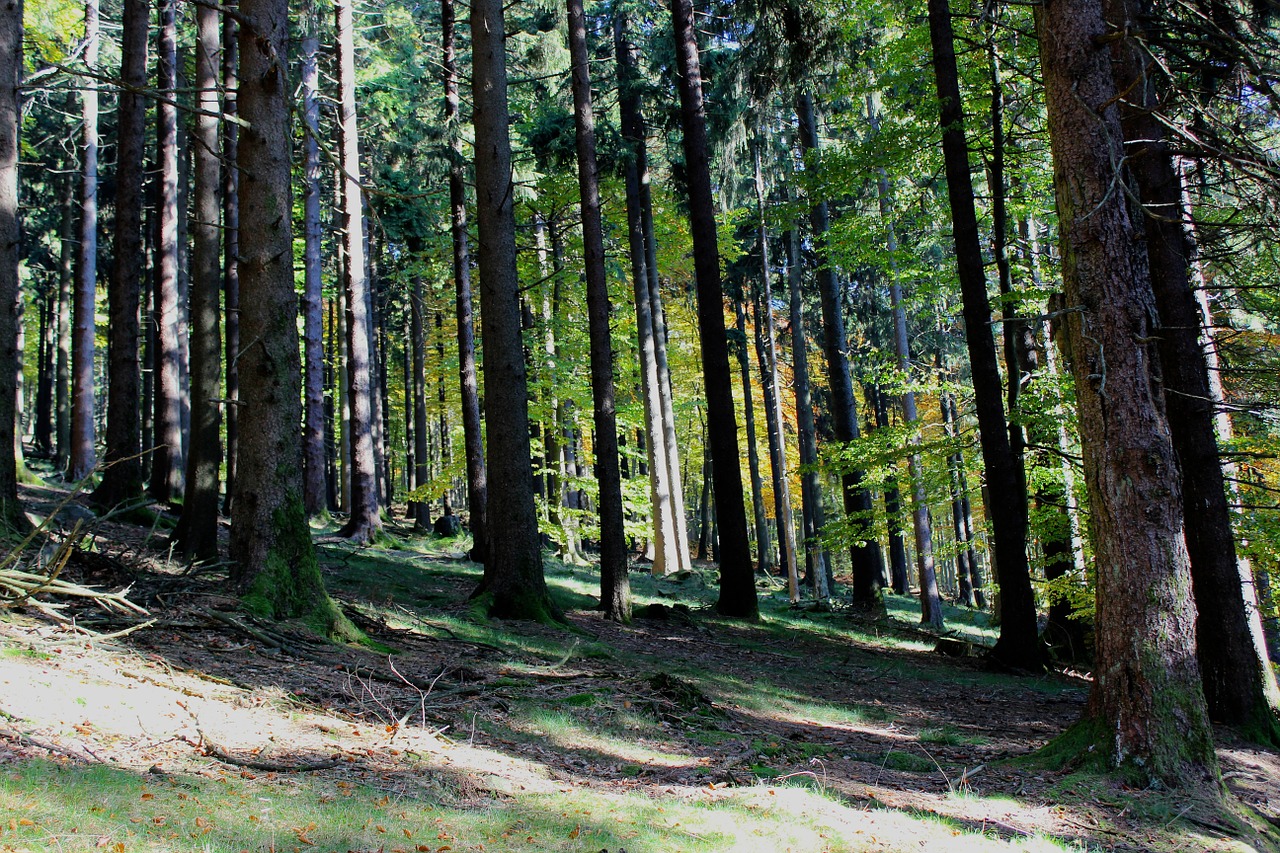 forest taunus trees free photo