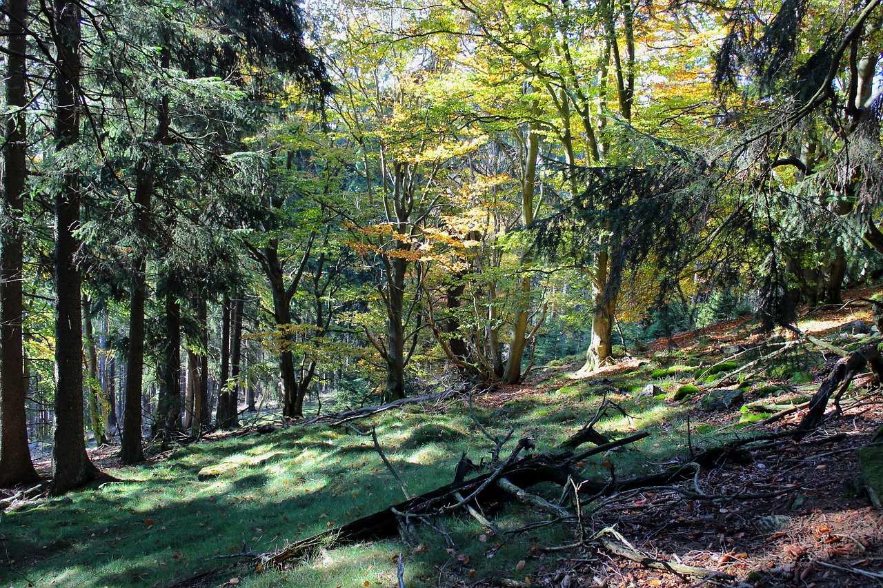 forest mountains moss free photo