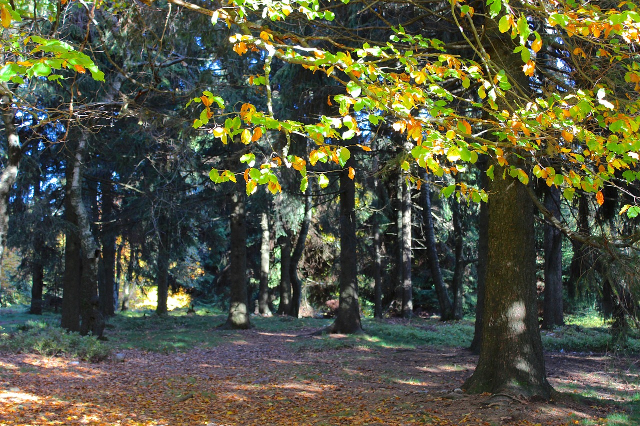 forest autumn fall foliage free photo