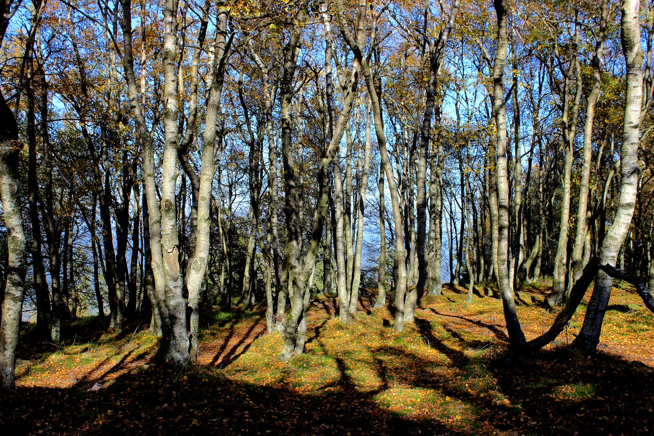 forest autumn trees free photo