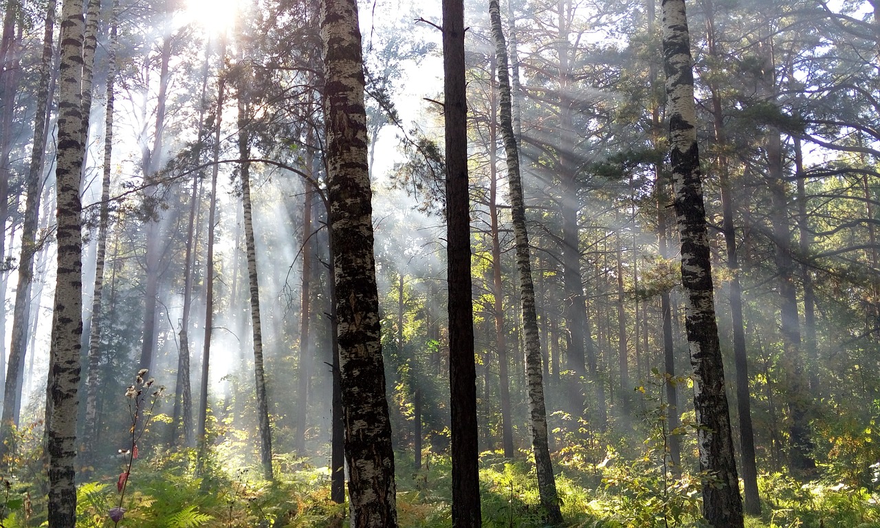 the sun's rays light forest free photo
