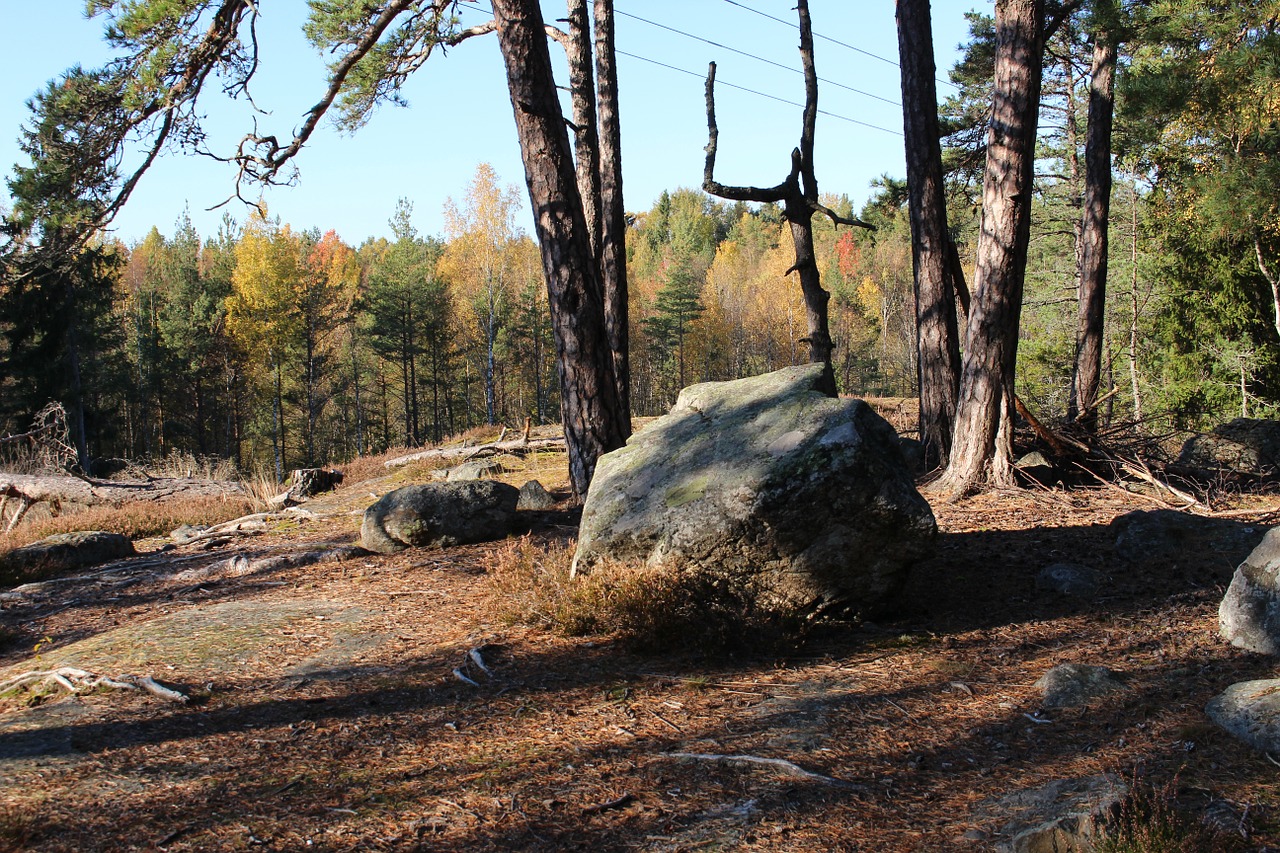 forest stone nature free photo